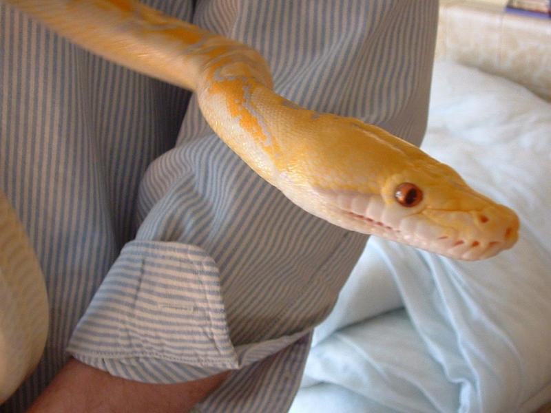Retic